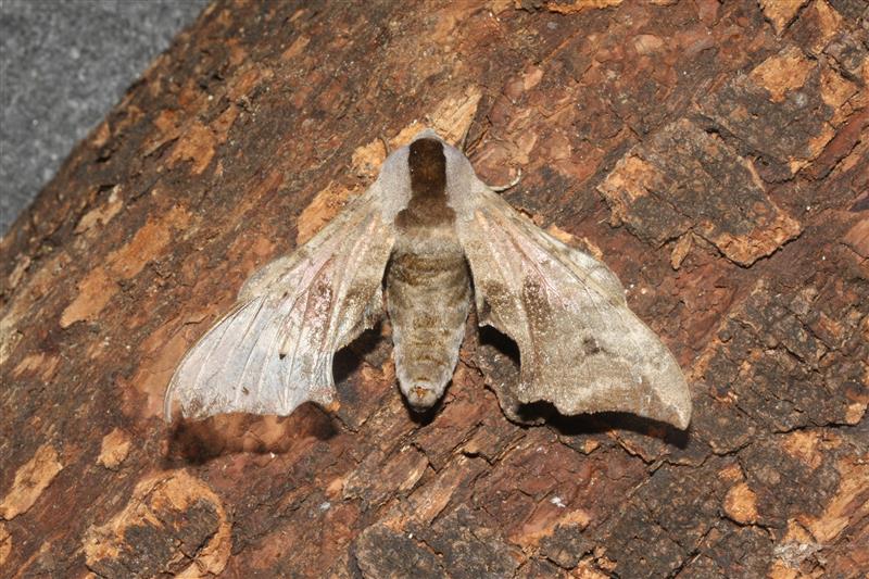 notturna da identificare